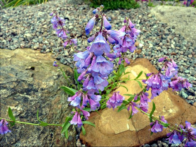 Penstemon virens